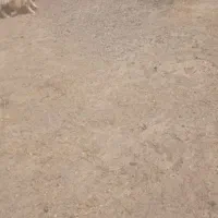 بره