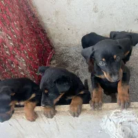 توله دوبرمن ۲ماهه اصیل|سگ|مشهد, جاهد شهر|دیوار