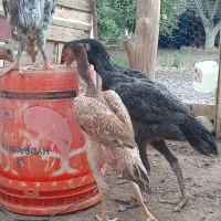 مرغ وخروس لاری نژاد دار اصیل|حیوانات مزرعه|قزوین, |دیوار