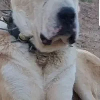 این سگ گم شده کسی دید خبر بده