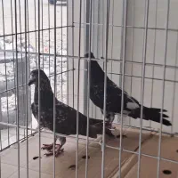 کبوتر فروشی