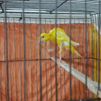 قناری جیبوس