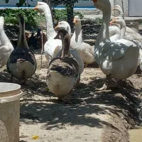 قوغاز لیندا
