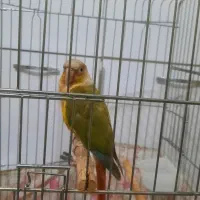 طوطی گرینچیک بازیگوش و زیبا
