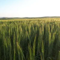 گندم سرداری اصل