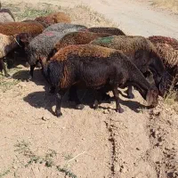 میش کاور ابستن