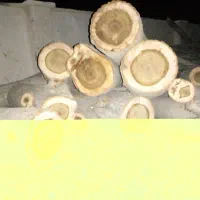 خدمات چوب وبرش کاری چوب نقدا