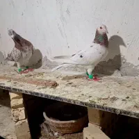 جفت کوهی|پرنده|حمیدیه, |دیوار