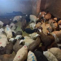 تخفیف ویژه نوزاد عروسی دام زنده ....|حیوانات مزرعه|تهران, نیروی هوایی (پیروزی)|دیوار