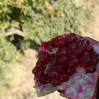 آب انار|خوردنی و آشامیدنی|تهران, خاک سفید|دیوار