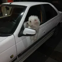 سگ نژاد تریر|سگ|شهریار, شهریار|دیوار