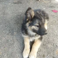 سگ ژرمن