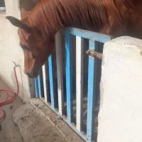 کره مادیان دوسر وارداتی