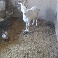 بز سانن|حیوانات مزرعه|نیشابور, ریوند|دیوار