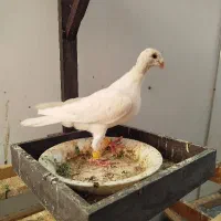 کفتر کله اسبی و چش عراقی