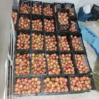 انار درجه یک َ