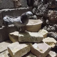 یه ماده قاره امروز غروب غریب گرفتم