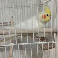 عروس هلندی ماده|پرنده|شاهین‌شهر, نبوت|دیوار