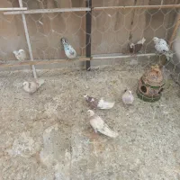 کبوتر