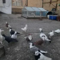 ۲۵تا رنگه