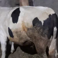 فروش گاو|حیوانات مزرعه|نظر کهریزی, |دیوار