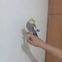 عروس هلندی نر سخنگو توضیحات