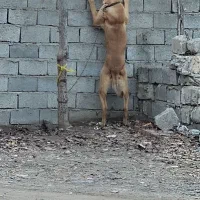 فروشی|سگ|گرمادوز, |دیوار