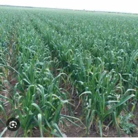 سرکارگر هستم با اکیپ 30الی 40 نفر