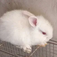 خرگوش