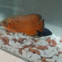 ماهی اسکار و ماهی سیچیلاید|ماهی|ساوه, |دیوار