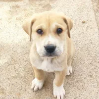 گوشفند نروماده