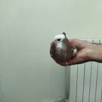 کفتر جوجه کاکولی