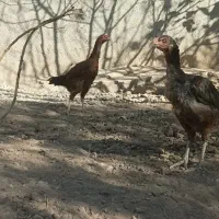 سه عدد مرغ لاری|حیوانات مزرعه|قزوین, |دیوار