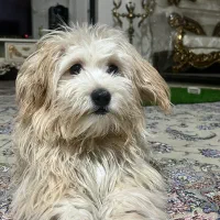 سگ خانگی|سگ|شهر ری, علایین|دیوار