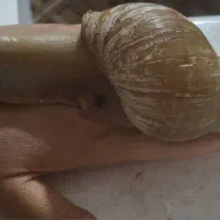 واگذاری حلزون بزرگ و مولد|خزنده|اصفهان, زیار|دیوار