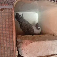 دوتا طوسی پولکی کلاهی نر|پرنده|رفسنجان, |دیوار
