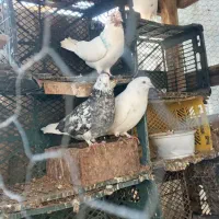 مایل معاوضه نیستم|پرنده|بندر ترکمن, |دیوار