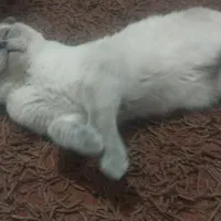 سه گربه اسکاتیش بلو و بلو پوینت|گربه|تهران, استاد معین|دیوار