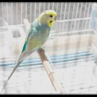 فروش مرغ عشق سخنگو|پرنده|اهواز, کمپلو جنوبی|دیوار