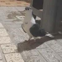 کفتر ساده