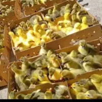 جوجه غاز ممتاز ودرجه یک