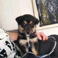 توله ژرمن شپرد