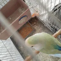 طوطی برزیلی رنگ خاص ماده|پرنده|ملارد, |دیوار