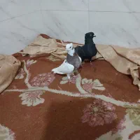 طوقی ماده سبزدم سفید|پرنده|بروجن, |دیوار