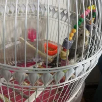 عروس هلندی فوق سخنگو