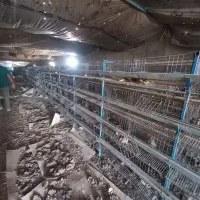 قفسه بلدرچین|لوازم جانبی حیوانات|بوئین زهرا, |دیوار