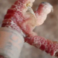 کبوترپلاکی اصلی|پرنده|فومن, |دیوار