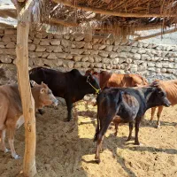 فروش چارتا گوساله نر و سه گاو روهم دونه ۵۰ ملیون