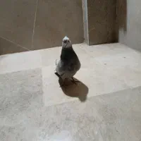 کفتر|پرنده|بجنورد, |دیوار