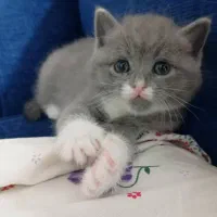 بریتیش بای کالر